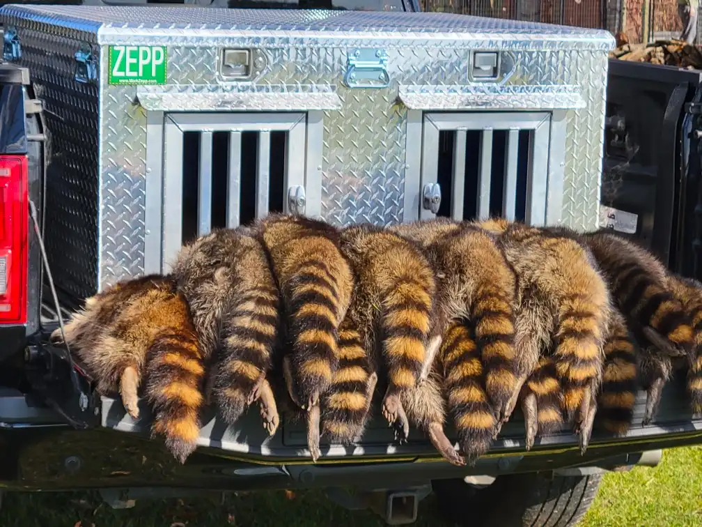 Stack of coons and a ZEPP hunting dog box.